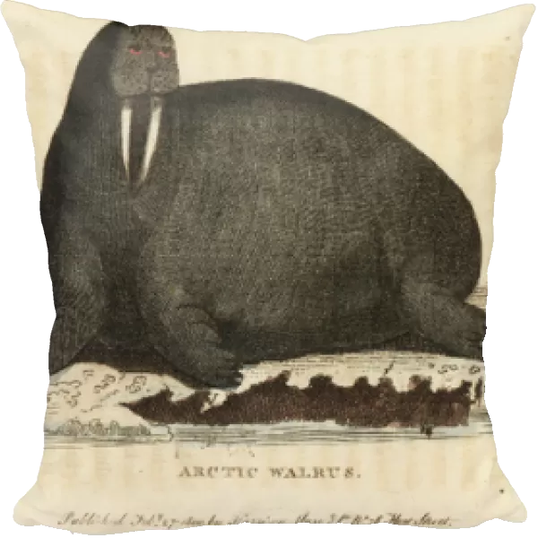 Walrus, Odobenus rosmarus