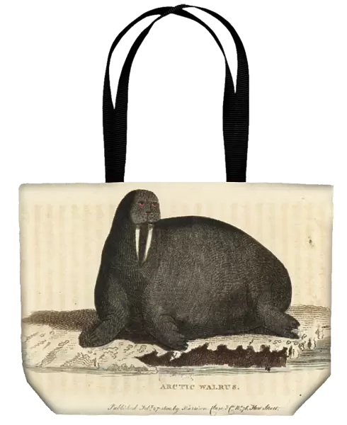 Walrus, Odobenus rosmarus