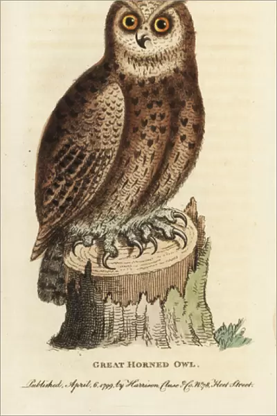 Great horned owl, Bubo virginianus