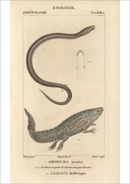 Two-toed amphiuma and wooper looper or axolotl