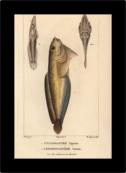 Snailfish, Cyclogasterus liparis, and clingfish