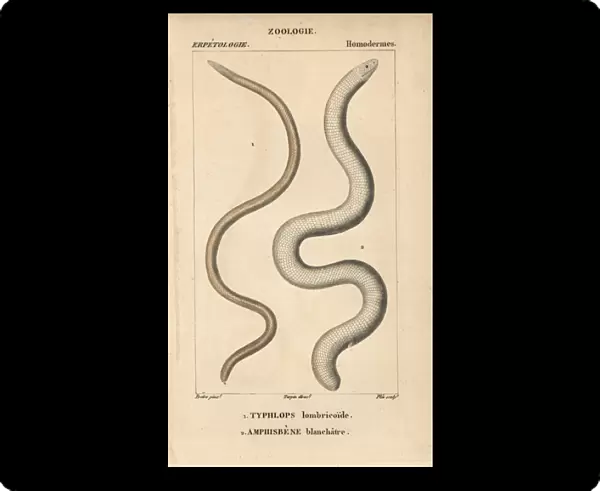 Frail caecilian, Caecilia gracilis, Typhlops