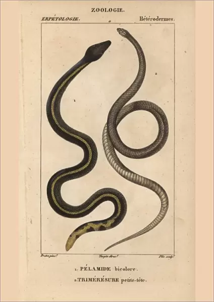 Yellowbelly sea snake, Pelamis platura