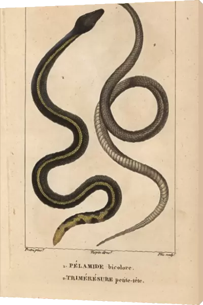 Yellowbelly sea snake, Pelamis platura