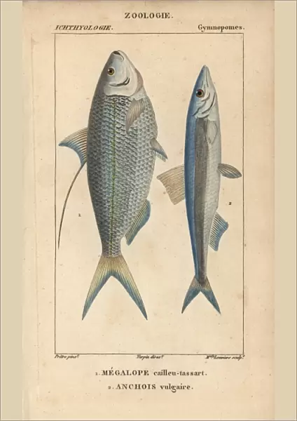 Atlantic thread herring, Opisthonema oglinum