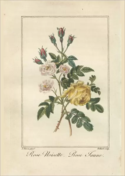 Rose noisette, Rosa noisettaeana, and yellow