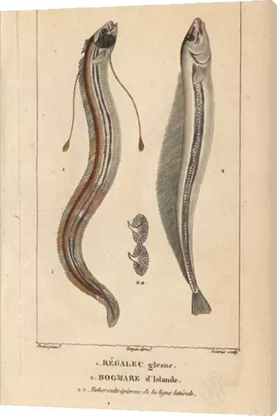 King of herrings, Regalecus glesne, and deal