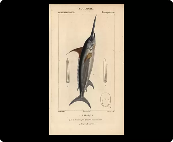 Swordfish, Xiphias gladius