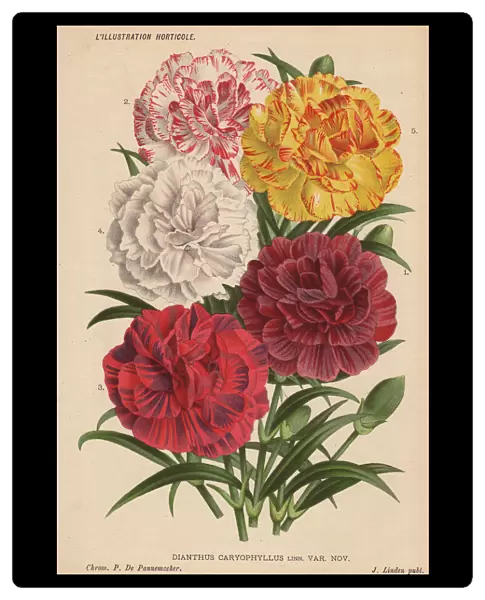Various carnations or pinks, Dianthus caryophyllus