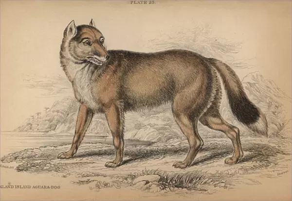 Falkland Island Aguara-dog, Dusicyon australis
