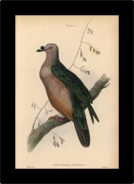 Micronesian Imperial-Pigeon, Ducula oceanica