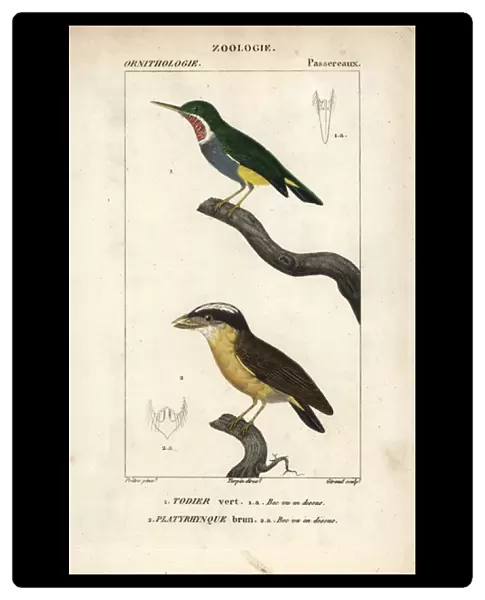 Jamaican tody, Todus todus, and white-crested