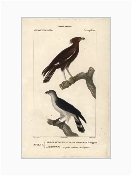 Long-crested eagle, Lophaetus occipitalis