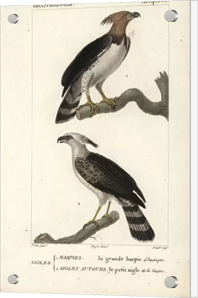 Harpy eagle, Harpia harpyja, and crested eagle