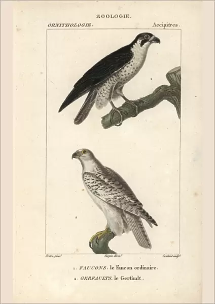 Peregrine falcon, Falco peregrinus, and gyrfalcon