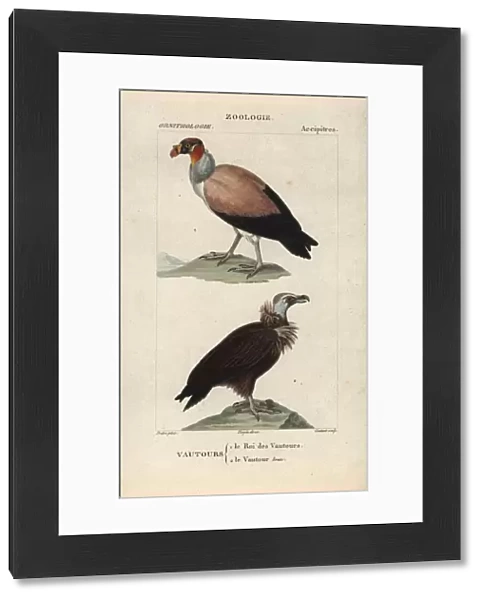 King vulture, Sarcoramphus papa, and cinereous