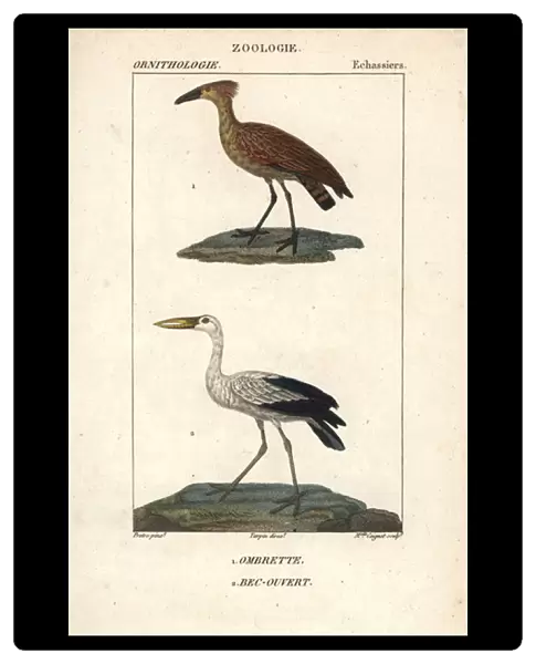 Hamerkop or hammerhead stork, Scopus umbretta