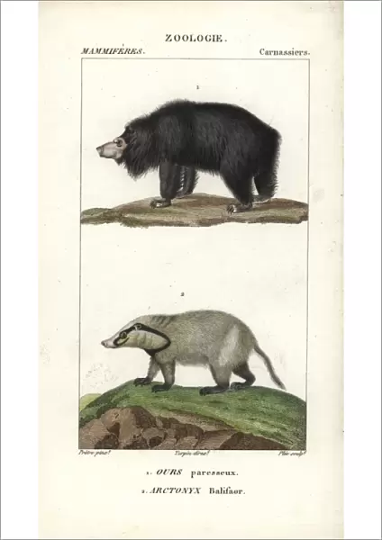 Sloth bear, Ursus ursinus (vulnerable)