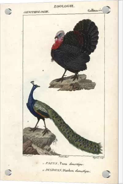 Domesticated turkey, Meleagris gallopavo