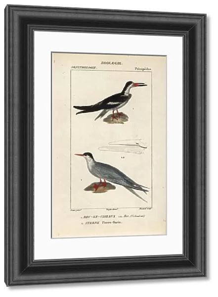 Black skimmer, Rynchops niger, and common tern