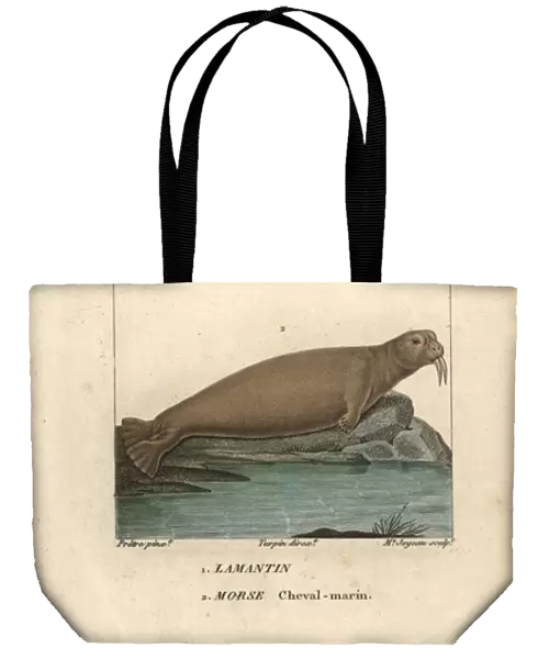 Walrus, Odobenus rosmarus, and West Indian