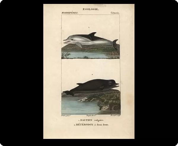 Short-beaked dolphin, Delphinus delphis