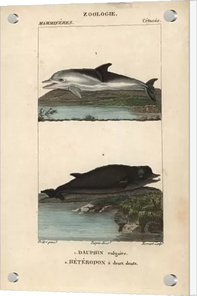 Short-beaked dolphin, Delphinus delphis