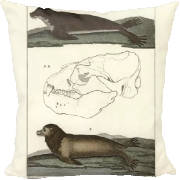 Fur seal species (Arctocephalus gazella?)