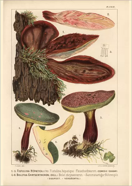 Beefsteak fungus, Fistulina hepatica, edible