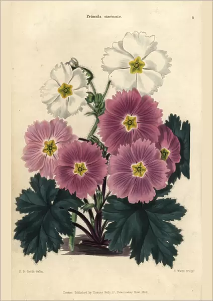 Purple and white flowers of the Chinese primrose