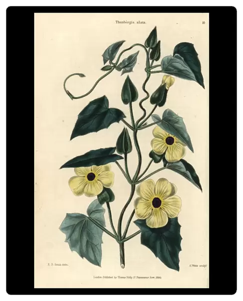 Yellow flowers and leaves of Black-eyed Susan