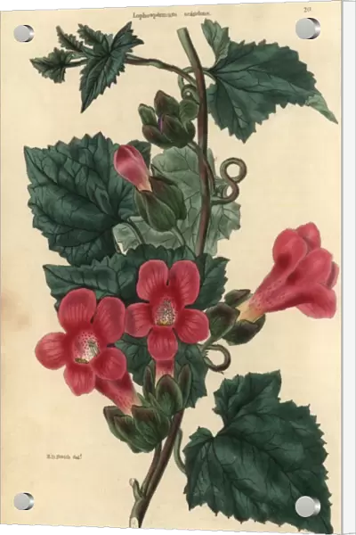 Crimson flowered climbing or scandent Lophospermum