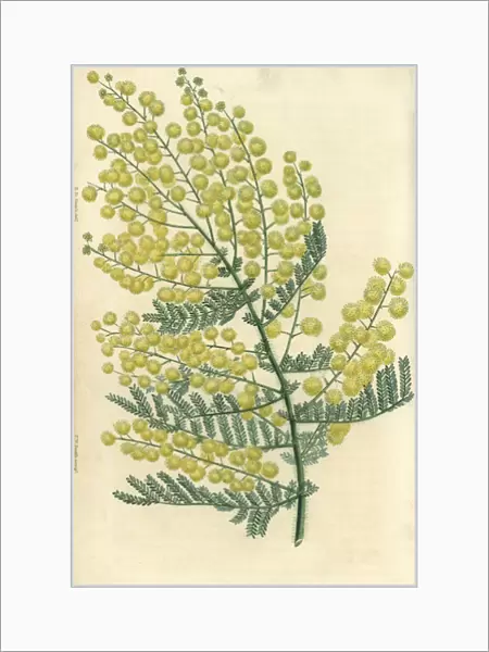 Yellow flowered hairy-stemmed acacia, Acacia pubescens