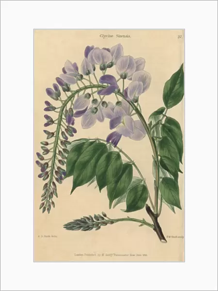 Pale blue and lilac flowered Chinese Glycine