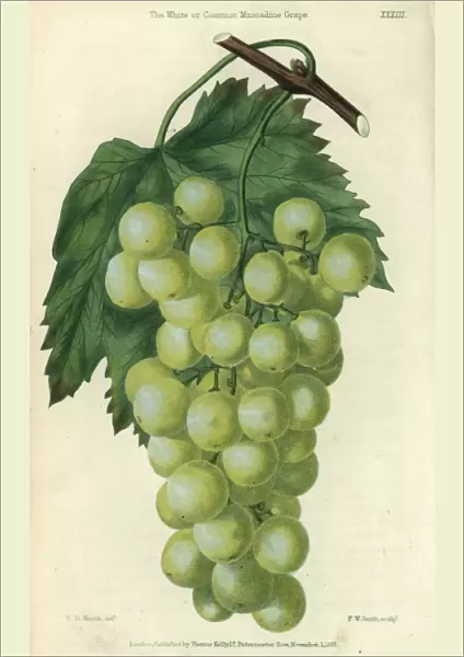 Green grapes, vine and leaf of the White or