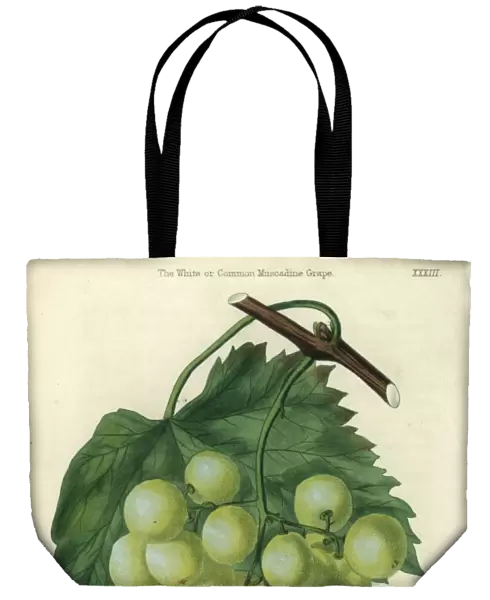 Green grapes, vine and leaf of the White or