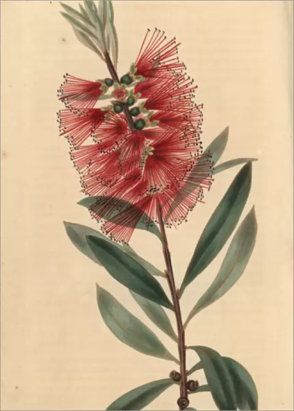 Crimson flowered showy, Metrosideros speciosus