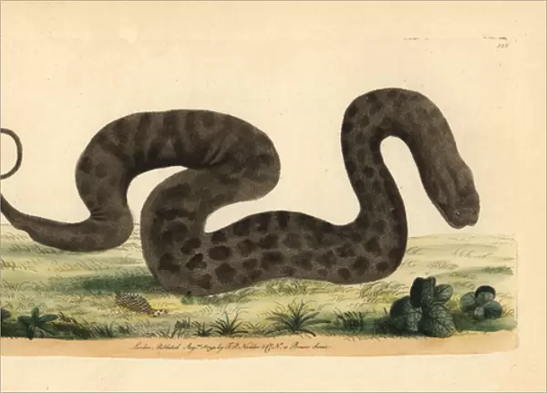 Javan file snake, elephant trunk snake, Acrochordus