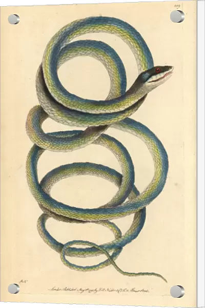 Lora or Parrot snake, Leptophis ahaetulla