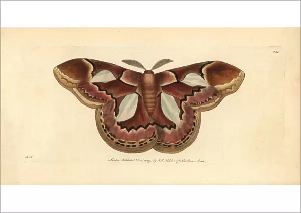 Rothschild moth, Rothschildia erycina