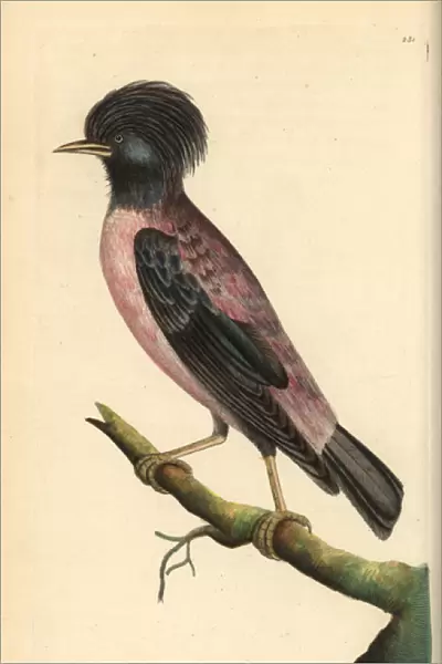 Rosy starling, Sturnus roseus