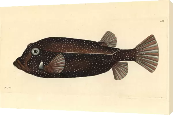 White-spotted boxfish, Ostracion meleagris