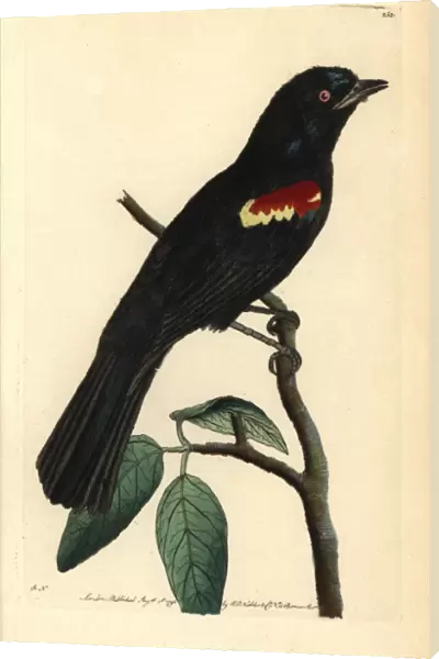 Red-shouldered tanager, Tachyphonus phoenicius