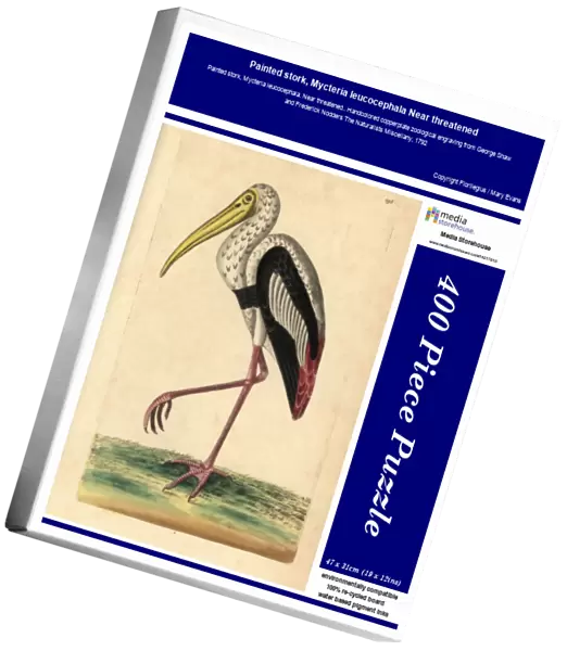 Painted stork, Mycteria leucocephala Near threatened