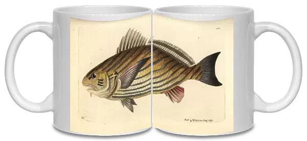 Shi drum fish, Umbrina cirrosa