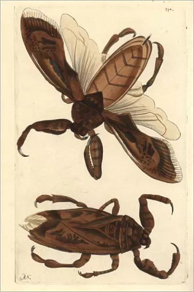 Giant water bug or water scorpion, Lethocerus grandis