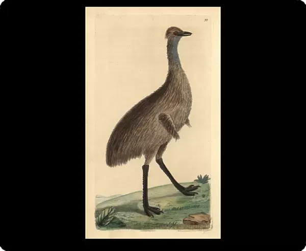 Cassowary, Casuarius australis (Emu, Dromaius