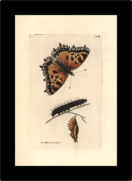 Large tortoiseshell butterfly, Nymphalis polychloros