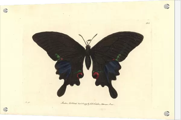 Paris peacock butterfly, Papilio paris