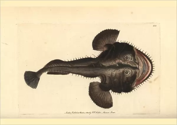 European frogfish or angler, Lophius piscatorius